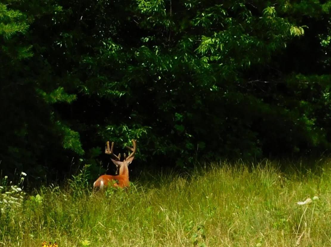 Deer