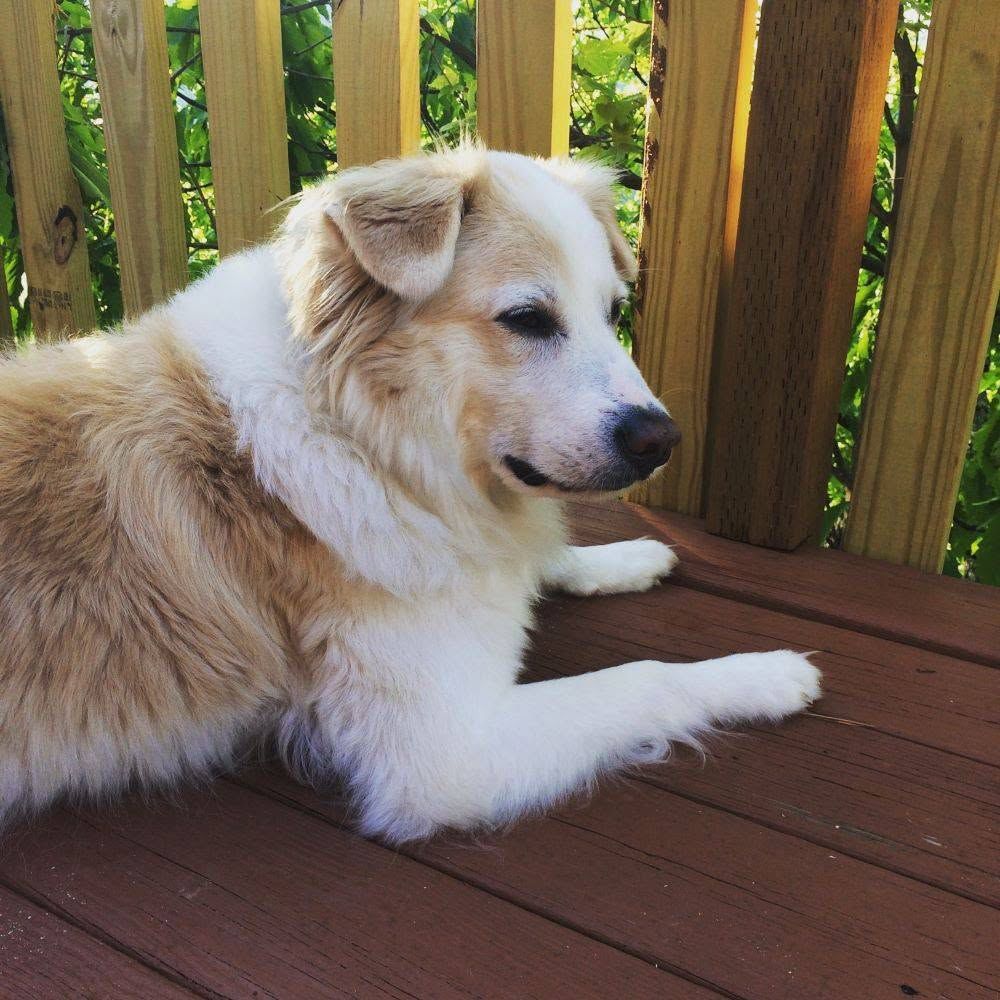 Dog relaxing on a wood cabin deck